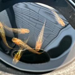 メダカ【オレンジーナ】若魚　３ペア(６匹)の画像