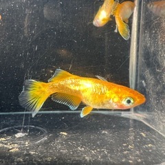 メダカ【オレンジーナ】若魚　３ペア(６匹)の画像