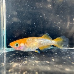 メダカ【オレンジーナ】若魚　３ペア(６匹)の画像