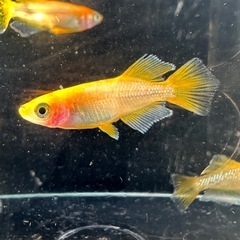 メダカ【オレンジーナ】若魚　３ペア(６匹)の画像