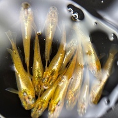 メダカ、冬備え４Pの画像
