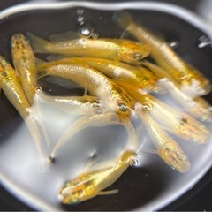 メダカ、冬備え４Pの画像