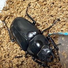 ギラファノコギリクワガタ ジャワ産 ボロブドゥール 即ブリの画像