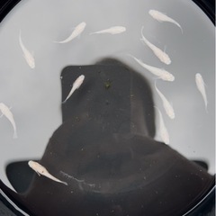 メダカ　スノーホワイト成魚10匹の画像