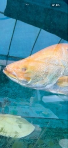 アルビノバラマンディ