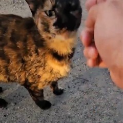 ずっとひとりぼっちでいるサビ猫！