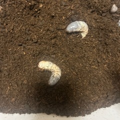 オキナワカブトムシ　幼虫の画像
