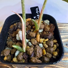 観葉植物　フィロデンドロン　グロリオーサムＢの画像