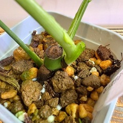 観葉植物　モンステラ　タウエリーBの画像