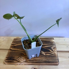 観葉植物　モンステラ　タウエリーBの画像