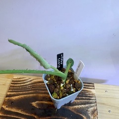 観葉植物　モンステラ　タウエリーCの画像