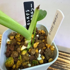 観葉植物　モンステラ　タウエリーCの画像