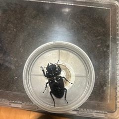能勢YG国産オオクワガタ　メス　46mmの画像