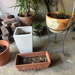 【譲ります】観葉植物、植木、ガーデニング用品の画像