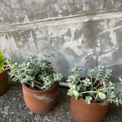 【譲ります】観葉植物、植木、ガーデニング用品の画像