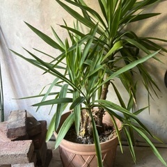 【譲ります】観葉植物、植木、ガーデニング用品の画像