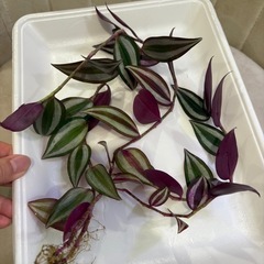 トラディスカンチア　セブリナの画像