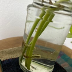 ポトス　ライムの画像