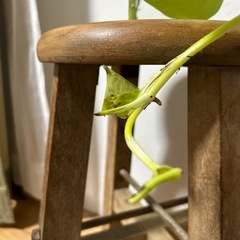 ポトス　ライムの画像
