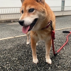 ひなちゃん − 山口県