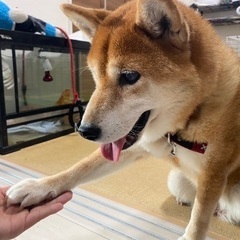 ひなちゃん - 下関市