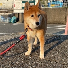 ひなちゃん - 里親募集