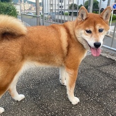 ひなちゃん - 犬