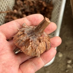 ワトソニア　10級 の画像