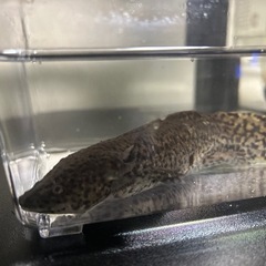 アンダーソン×ウーパールーパー　ハイブリサラマンダーの画像