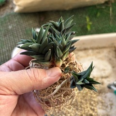 ハオルチア　五十塔の画像