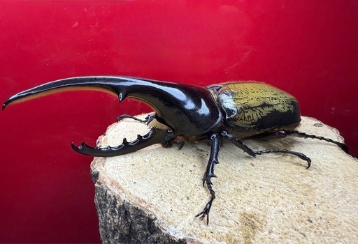 (売切れ)美形!! ヘラクレスオオカブト 新成虫♂140mm単品 こちらの血統は最後の出品!!