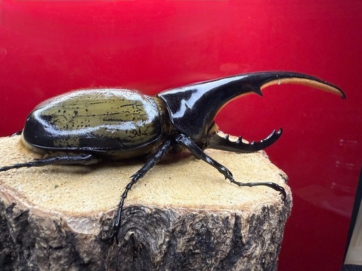 (売切れ)美形!! ヘラクレスオオカブト 新成虫♂140mm単品 こちらの血統は最後の出品!!