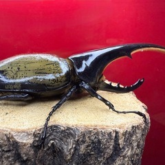 (売切れ)美形!! ヘラクレスオオカブト 新成虫♂140mm単品 こちらの血統は最後の出品!!の画像