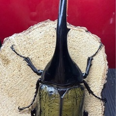 (売切れ)美形!! ヘラクレスオオカブト 新成虫♂140mm単品 こちらの血統は最後の出品!!の画像