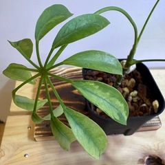 観葉植物　シェフレラ　アッシュフォリアの画像