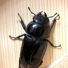 🉐オオクワガタ ペア ♂77 ♀55Ｂ（shima川西）❽オマケ付きの画像