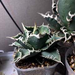 アガベの画像