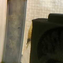 メダカ 引き取れませんか？の画像