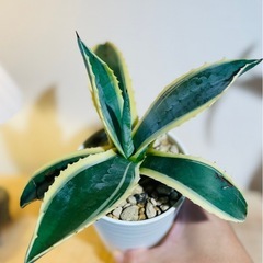 激安🉐人気の斑入りアガベ　鉢付き！オシャレ観葉植物の画像