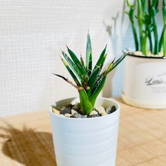 🉐！アガベ子株！カッコいい！繊細な白いフィラメントが美しく絡み合う、魅力的な観葉植物　の画像