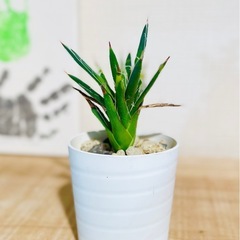 🉐！アガベ子株！カッコいい！繊細な白いフィラメントが美しく絡み合う、魅力的な観葉植物　の画像