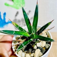 🉐！アガベ子株！カッコいい！繊細な白いフィラメントが美しく絡み合う、魅力的な観葉植物　の画像