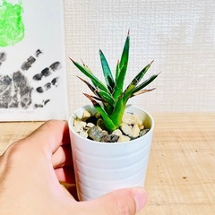 🉐！アガベ子株！カッコいい！繊細な白いフィラメントが美しく絡み合う、魅力的な観葉植物　の画像