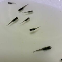 メダカ　紅華(こうか)　若魚 10匹 ＋おまけの画像
