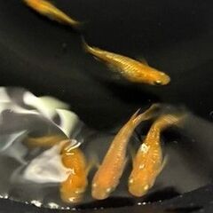 メダカ　紅華(こうか)　若魚 10匹 ＋おまけの画像