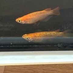メダカ　紅華(こうか)　若魚 10匹 ＋おまけの画像