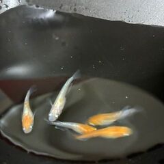 メダカ　三色(紅白?)ミックス　若魚 10匹 ＋おまけの画像