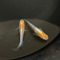 メダカ　三色(紅白?)ミックス　若魚 10匹 ＋おまけの画像