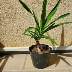 観葉植物の画像