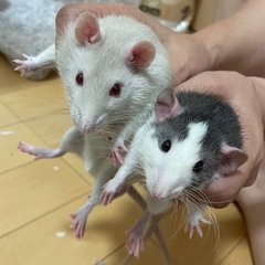 ファンシーラット生後2ヶ月